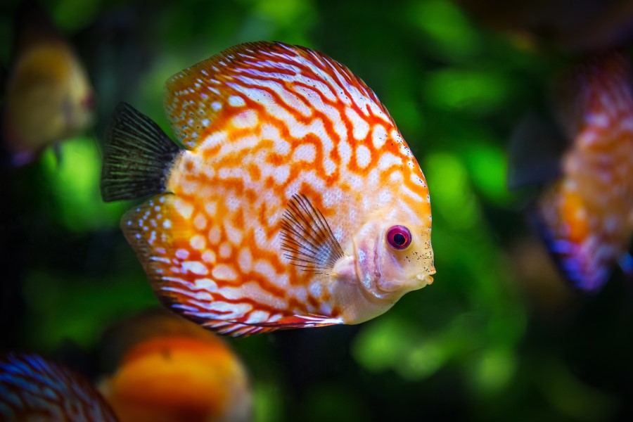 Discus fish swimming in an aquarium