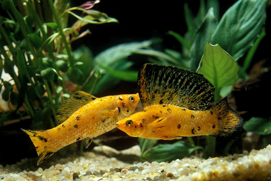 Molly fishes swimming in an aquarium