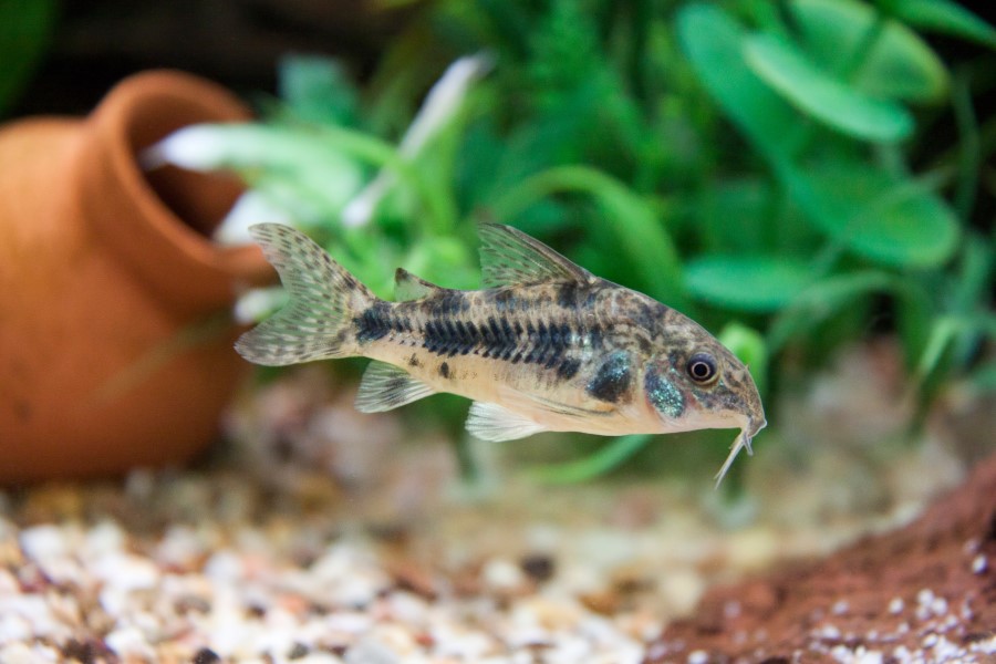 Corydoras fish swimming in an aquarium