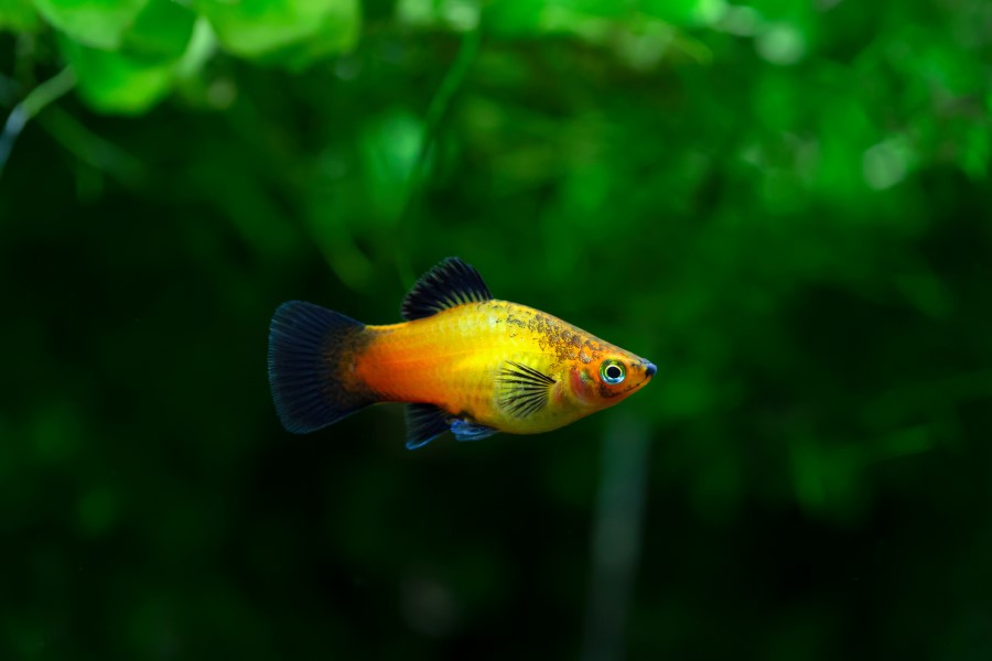 Platy fish swimming in an aquarium